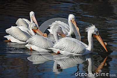 White pelicans Stock Photo