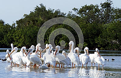 White Pelicans Stock Photo