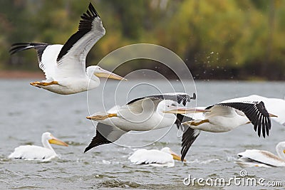 White pelicans in flight Stock Photo