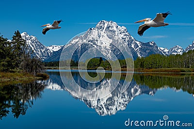 White Pelicans fly over the Snake River with the distant reflection of Mt. Moran at Oxbow Bend Stock Photo