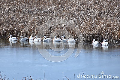 White pelicans migrating through Wyoming Stock Photo