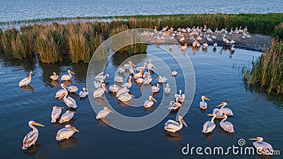 White pelicans pelecanus onocrotalus Stock Photo