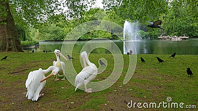 White pelicans in St. James Park, London, England Stock Photo