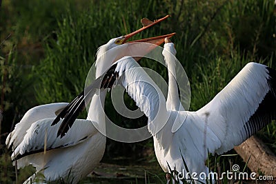 White Pelicans in the summer Stock Photo