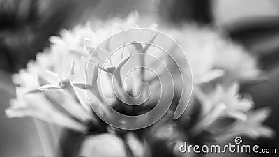 White Pentas Flowers Stock Photo