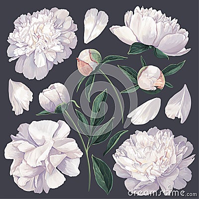 Set of floral elements with white peonies flowers and leaves. Vector Illustration