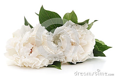 White peonies. Stock Photo