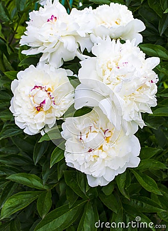 White peonies. Bouquet peony background. Beautiful flowers, peon Stock Photo