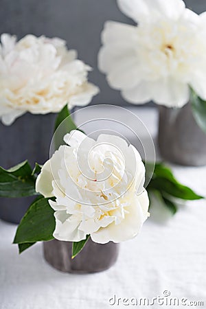 White peonies in gray handmade cups Stock Photo