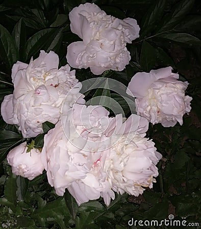 White peonies with a light cream tint scents shooting at night are especially good early in the morning Stock Photo