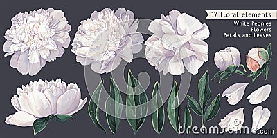 Set of floral elements with white peonies flowers and leaves. Hand drawn, vector botanical flora Vector Illustration