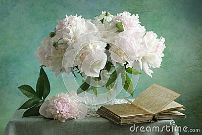 White peonies Stock Photo