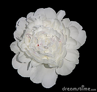 White Peony Stock Photo