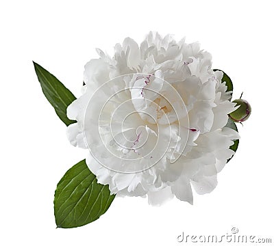 White peony Stock Photo