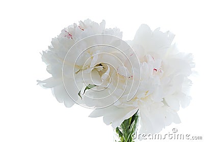 White peony Stock Photo