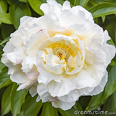 White Peony Stock Photo