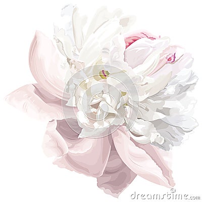 White peony flower Vector Illustration