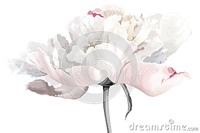 White peony flower Vector Illustration