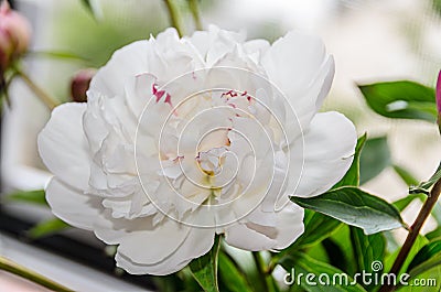 White peony flower with buds, green leafs, genus Paeonia, Stock Photo