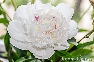 White peony flower with buds, green leafs, genus Paeonia Stock Photo