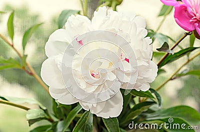 White peony flower close up, bokeh blur background, genus Paeonia Stock Photo