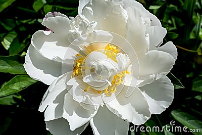 White Peony Flower full frame closeup details Stock Photo