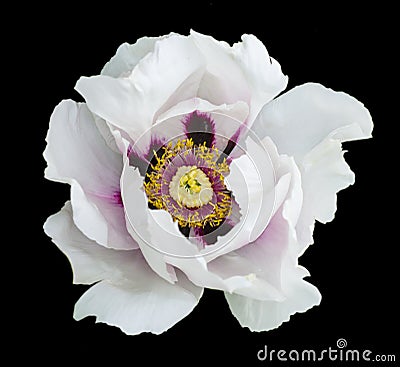 White peony flower macro photography Stock Photo