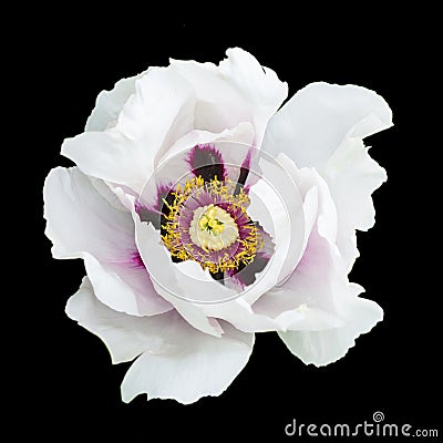 White peony flower macro photography isolated Stock Photo