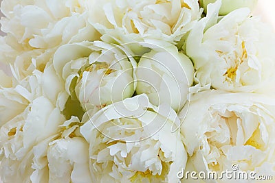 White peony flowers Stock Photo