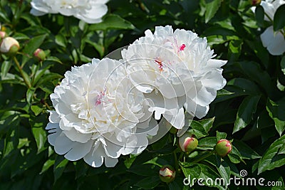 White peony Stock Photo