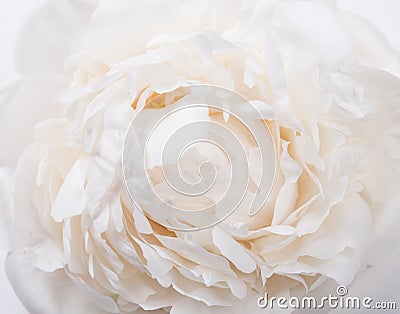 White peony petals closeup, summer flowers macro shot. Natural t Stock Photo