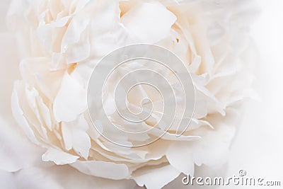 White peony petals closeup, summer flowers macro shot. Natural t Stock Photo