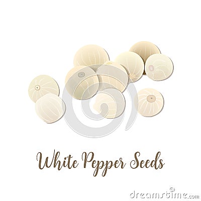 White pepper seeds on white background, top view. Aromatic seeds. spice and seasoning, known as a peppercorn. Vector Illustration