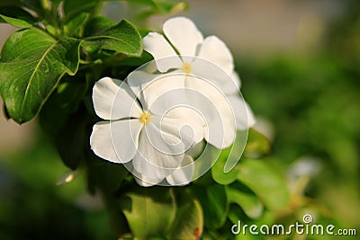 White Periwinkle Flowers Stock Photo
