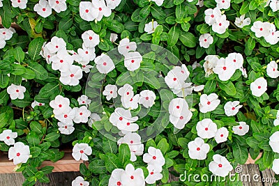 White Periwinkle Stock Photo