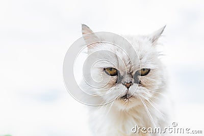 White persian cat with black Tear Stains under eyes. Cat portrait in nature Stock Photo