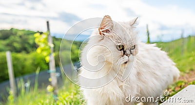 White persian cat with black Tear Stains under eyes. Cat portrait in nature Stock Photo