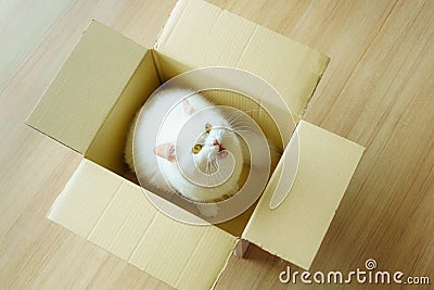 White persian fluffy cat in a present box Stock Photo