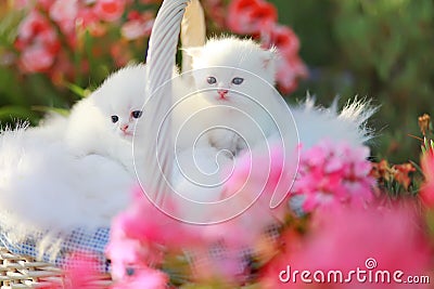 White persian kittens Stock Photo