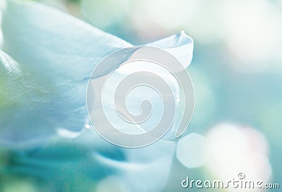 White petal dream Stock Photo