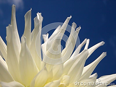 White petals Stock Photo