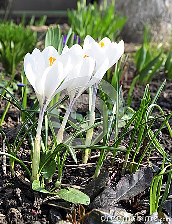 White pure crocus in my garden Stock Photo