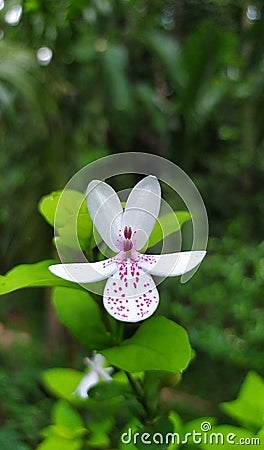 White petals Lilly flower Stock Photo