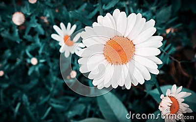 White petals, orange flower, dark tone background Stock Photo