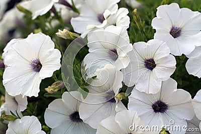 White petunia flower close up soft petals Stock Photo