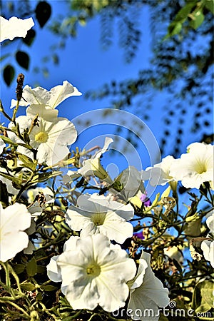 White Petunia flowers against a blue sky and green tree branches on a Sunny day Stock Photo
