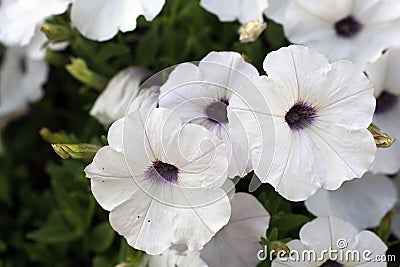 White petunia flower close up of three. Stock Photo