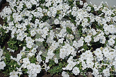 White petunias in the flowerbed in June Stock Photo