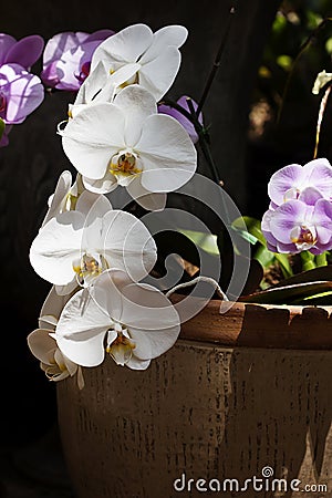 White Phalaenopsis Orchid Stock Photo