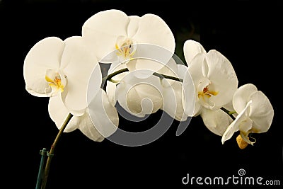 White phalaenopsis orchids Stock Photo